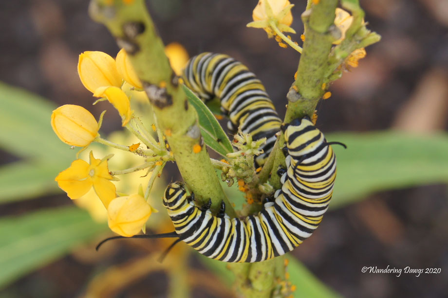 20200409-monarch-caterpillars-(20)
