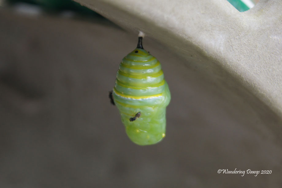 20200410-caterpillars-and-chrysalis-(11)
