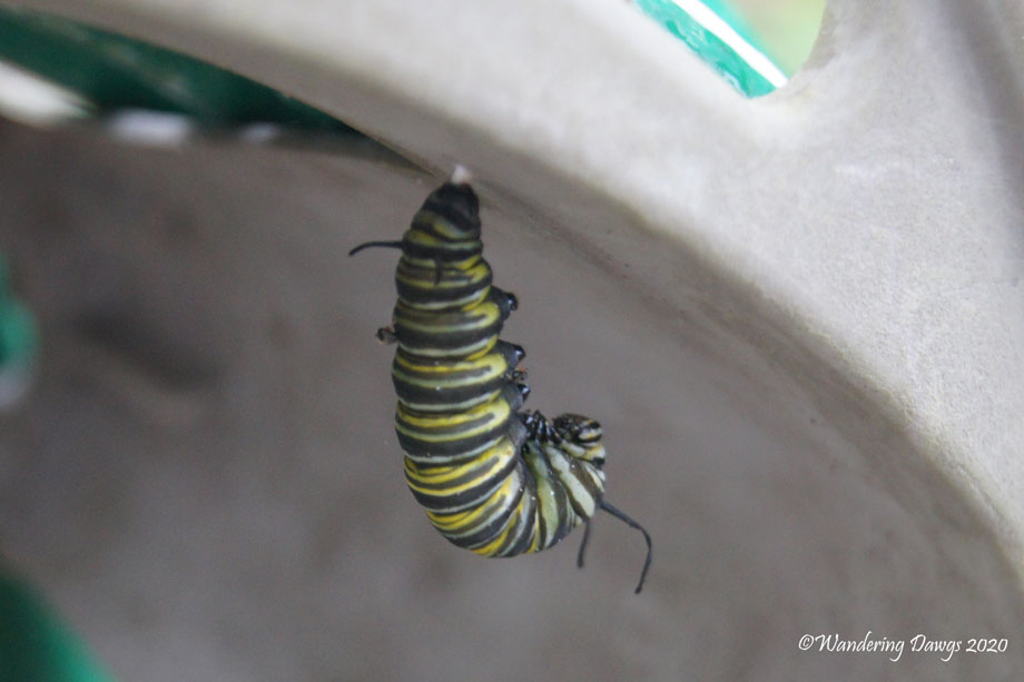 20200410-caterpillars-and-chrysalis-(6)