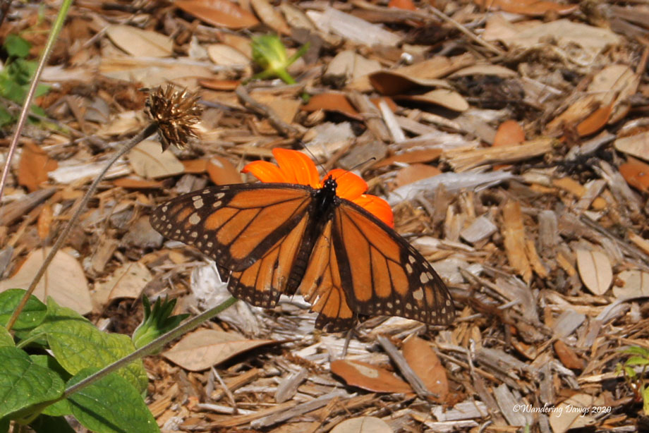 20200411-caterpillars-(1)