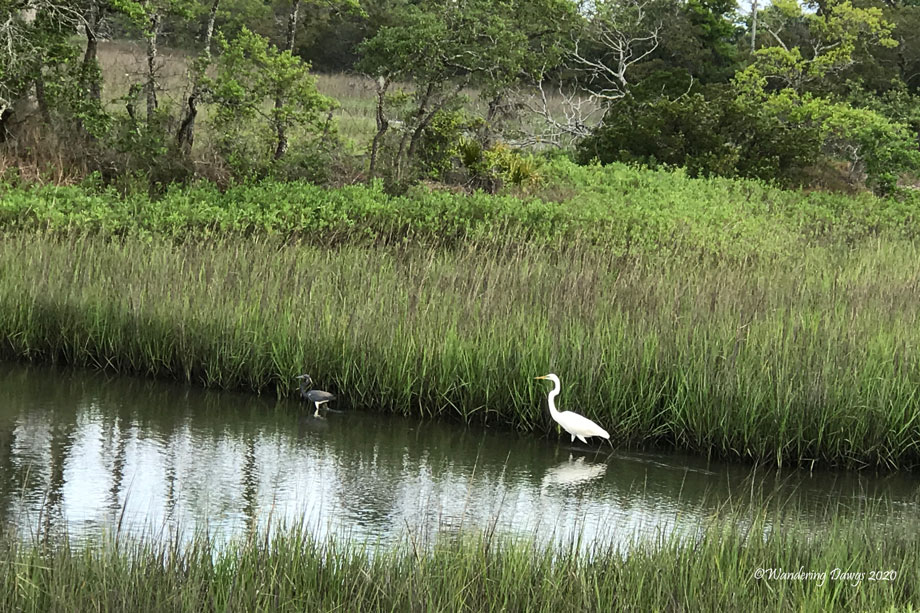 20200418-chrysalis-day-9-and-morning-walk-(2)
