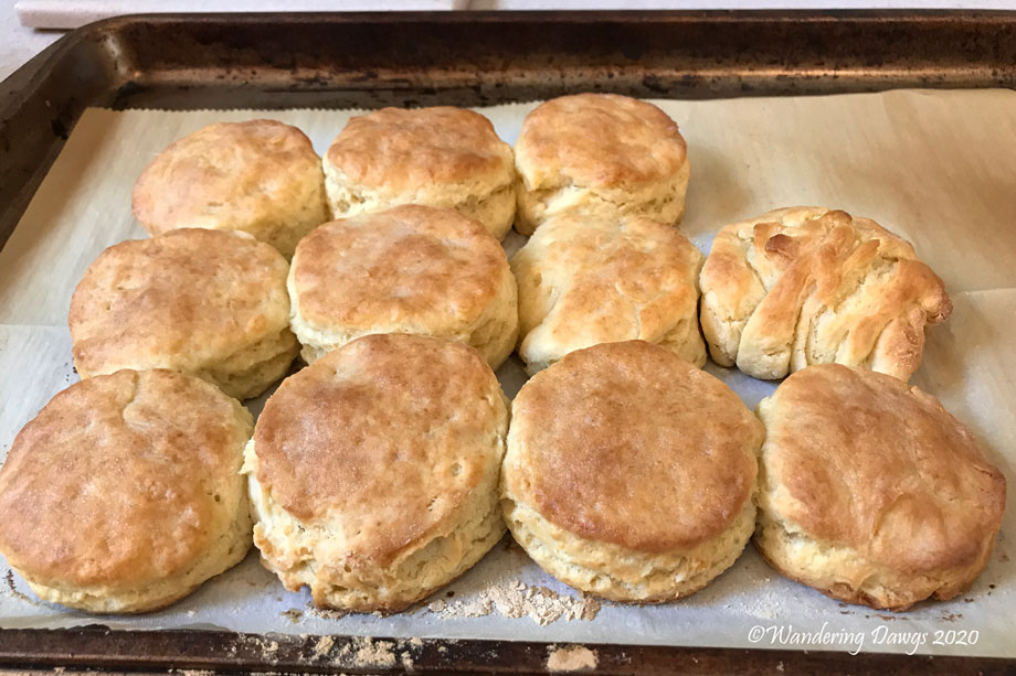 20200419-monarch-and-chrysalis-day-10-(11)