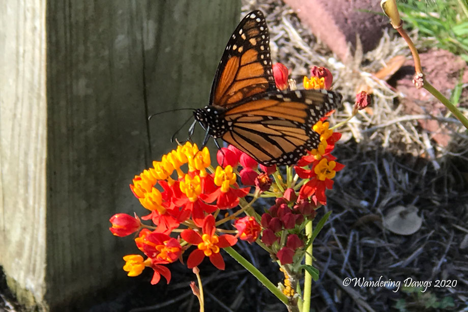 20200419-monarch-and-chrysalis-day-10-(2)