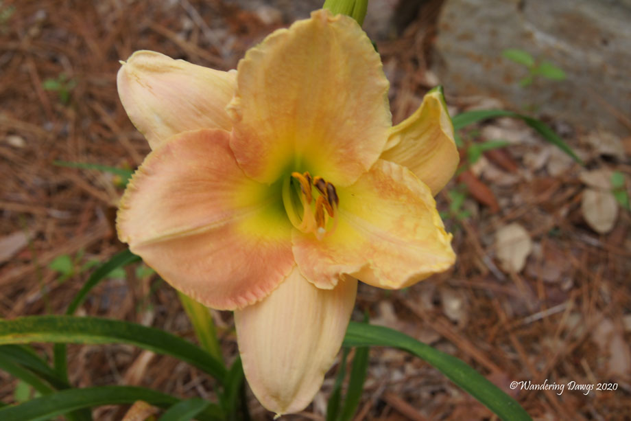 20200426-garden-chrysalis-day-17-(11)