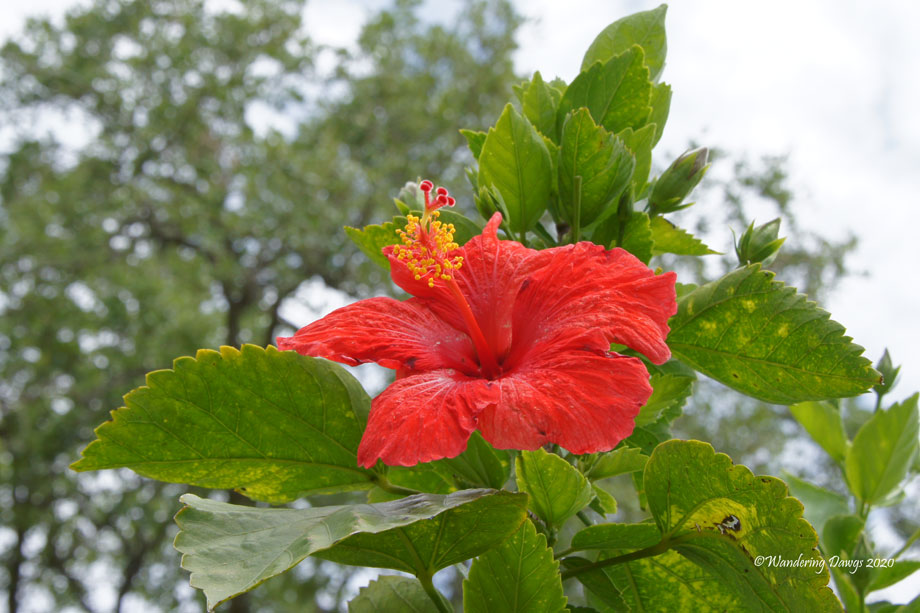 20200426-garden-chrysalis-day-17-(17)