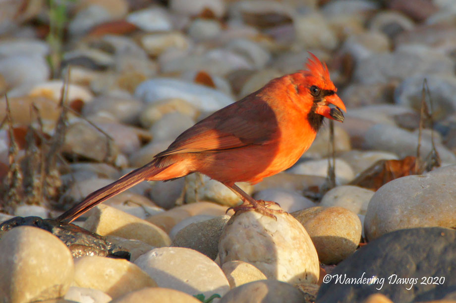 20200426-garden-chrysalis-day-17-(2)