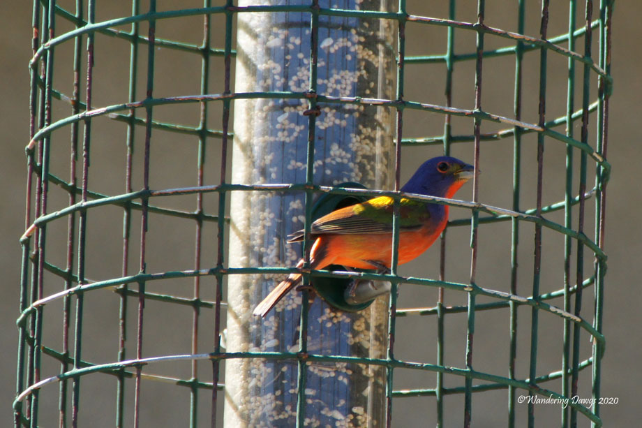 20200426-garden-chrysalis-day-17-(25)