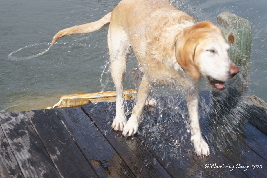20120519Doggie-Ladder-(28)