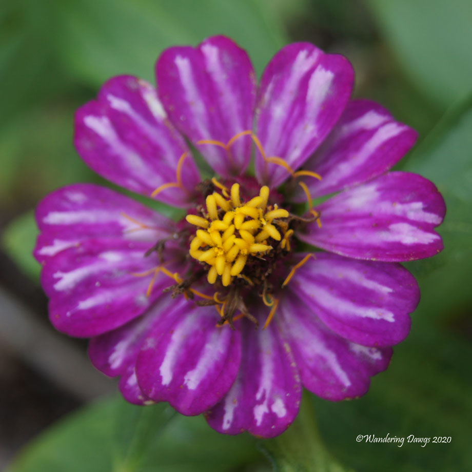 20200614-Garden-Flowers-(9)