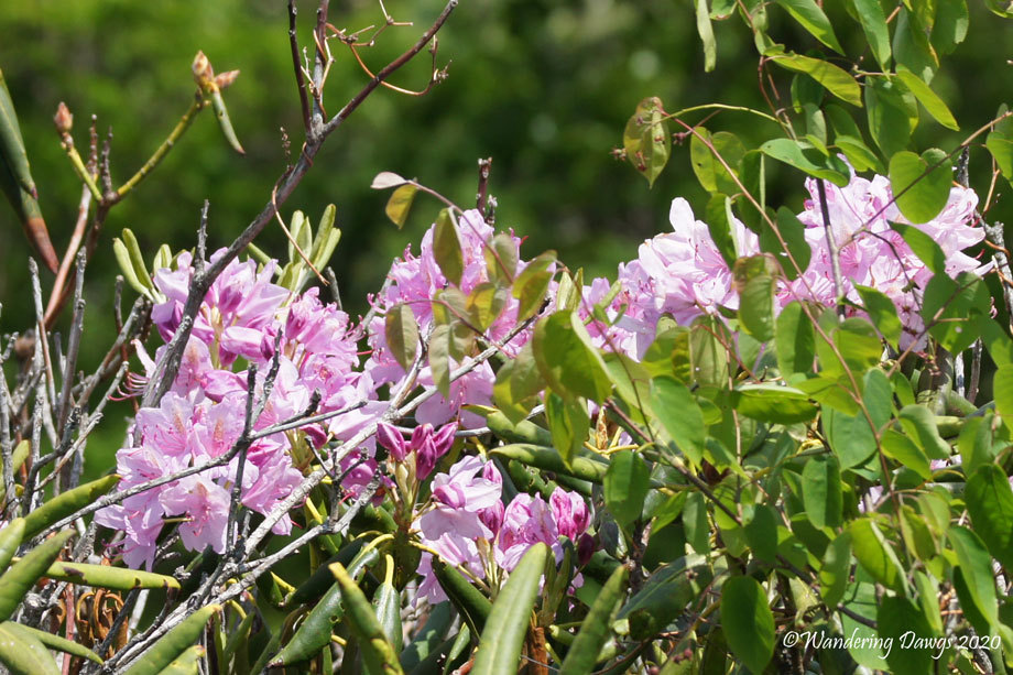 20100515Blue-Ridge-Parkway-NC-(68)