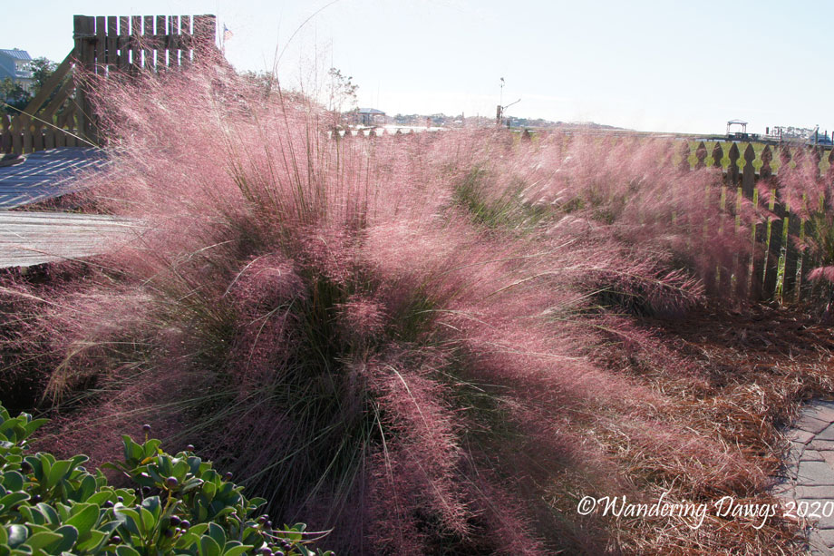 20171025Backyarad-Muhly-grass-(2)autumn