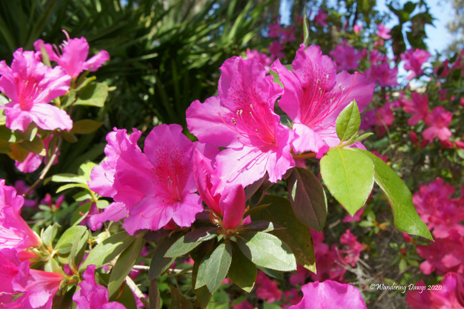 20200319-First-Day-of-Spring-(12)