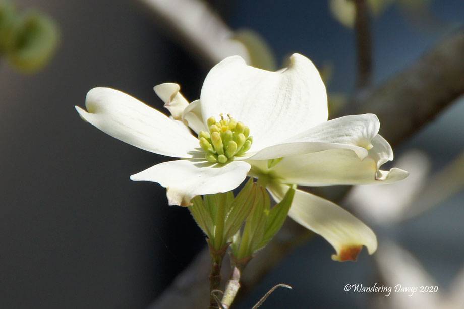 20200319-First-Day-of-Spring-(22)