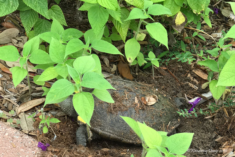 20200606-mama-turtle-(2)