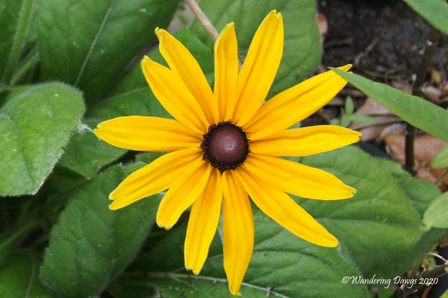 20200702-North-Beach-flower