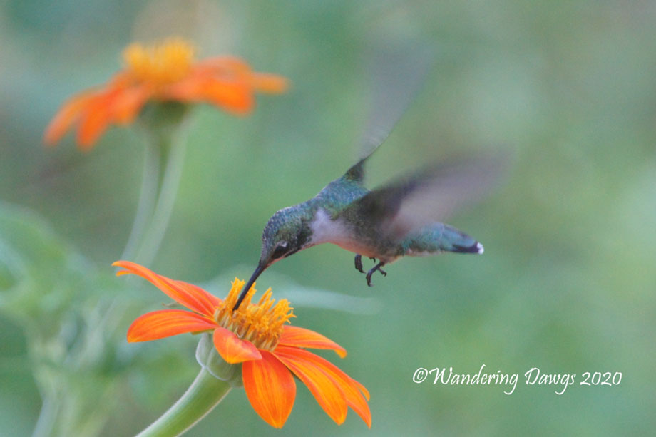 20200727-Hummingbird-(8)small