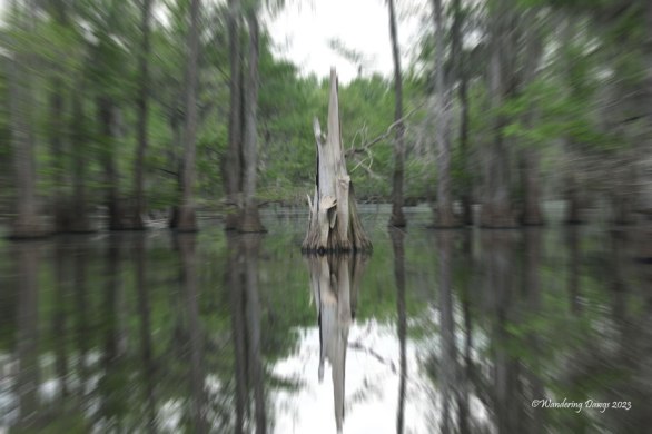 Lake Bistineau Softness