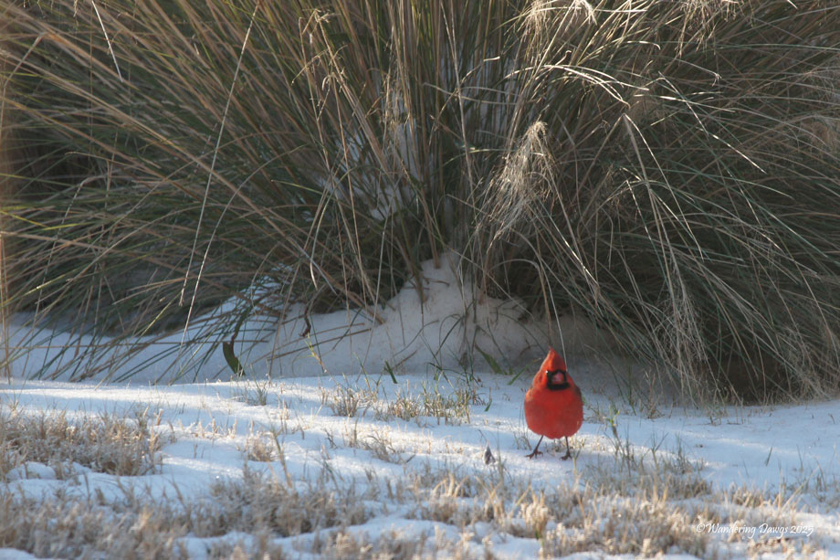 20250125-snow-day-4-birds-13.jpg