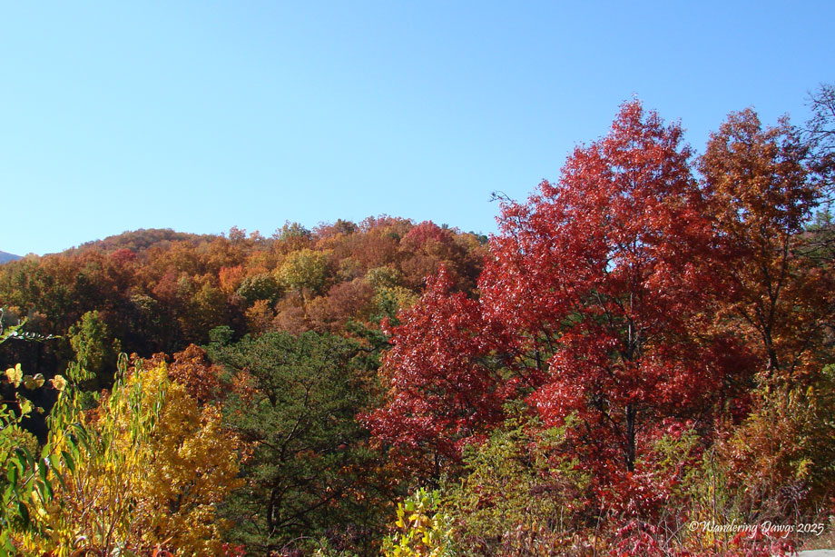 Fall Colors Cades Cove