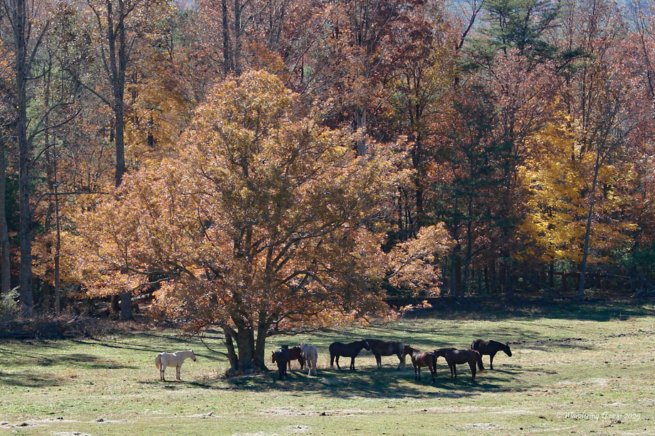 Fall Colors Cades Cove