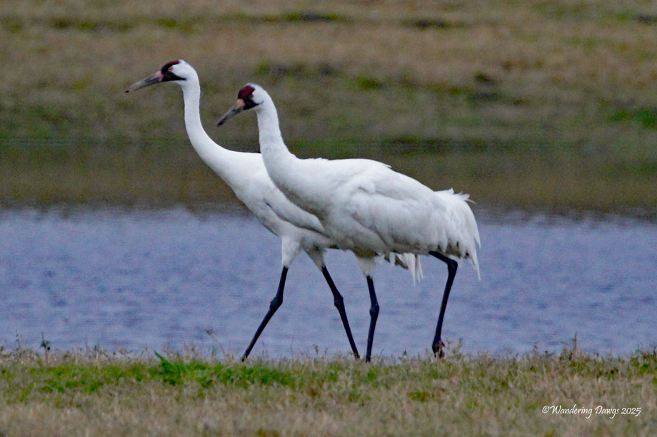 Pair of Whooping Cranes, Texas