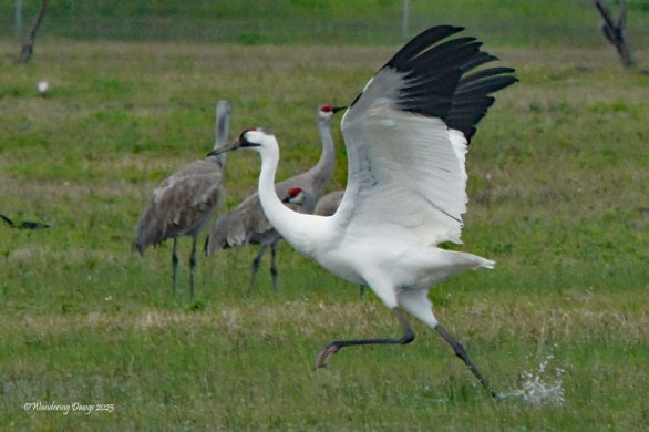 Whooping Crane, Texas