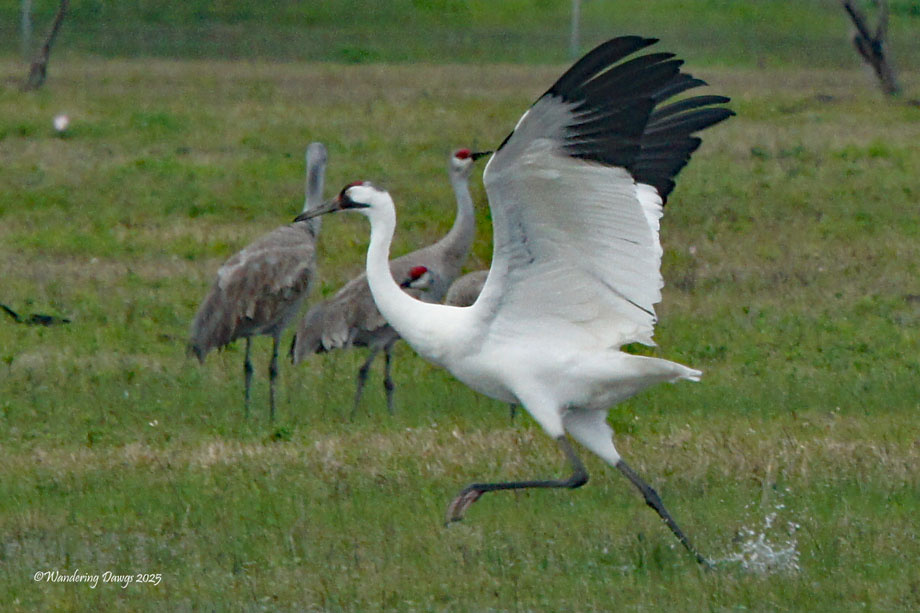 Whooping Crane, Texas