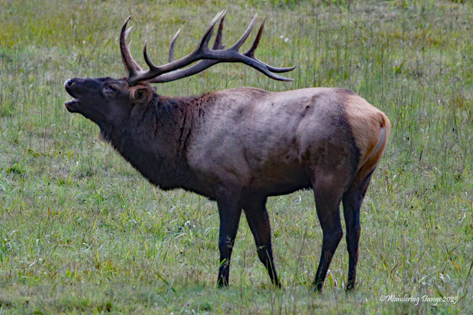 Bugling Elk, Cataloochee Valley, North Carolina