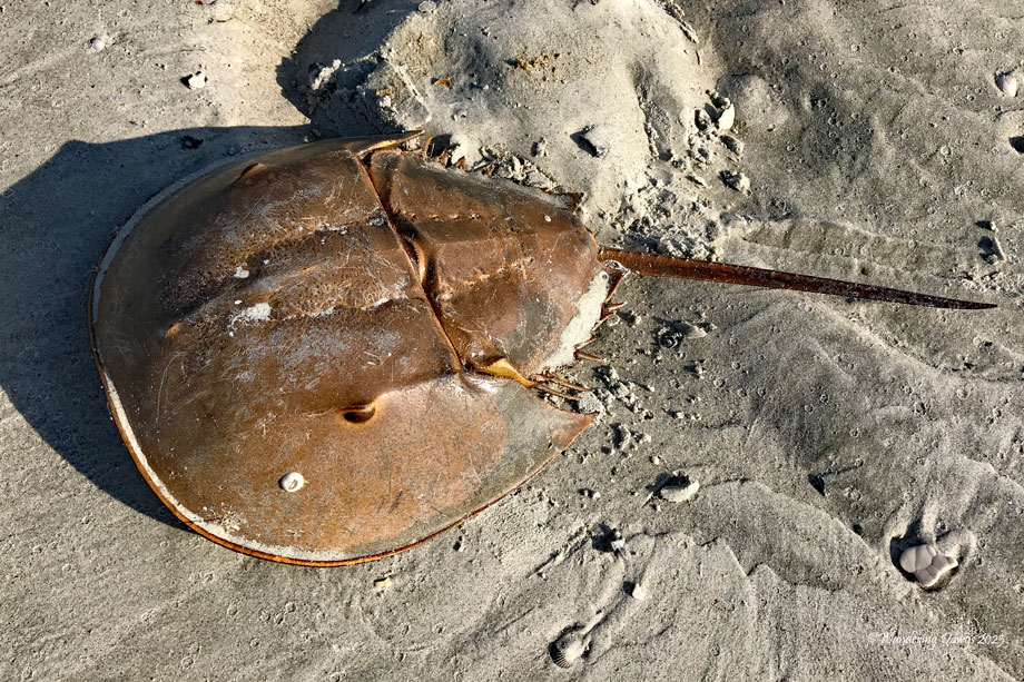 Horseshoe Crab = A living Fossil