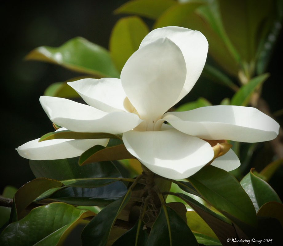 Ephemeral Magnolia blossom