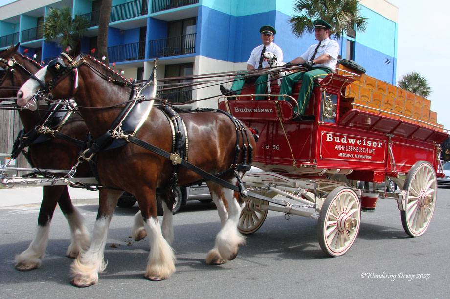 Budweiser Clydesdales