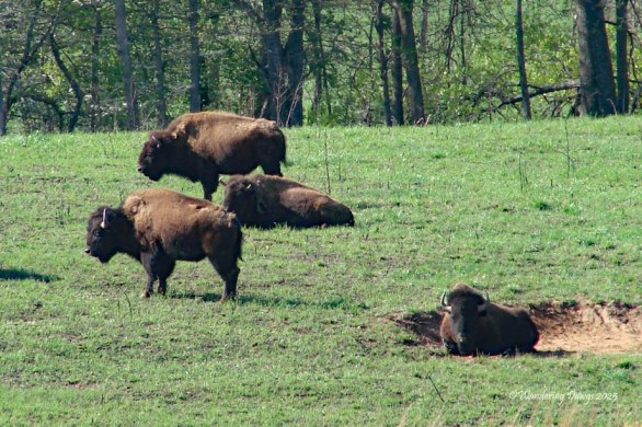 Bison at Land Between the Lakes, Kentucky