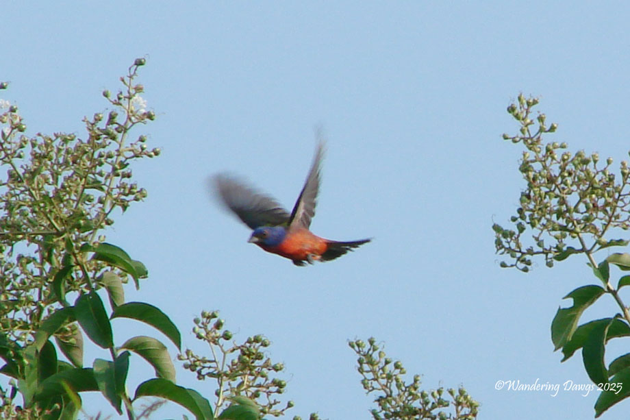 Painted Bunting Wings