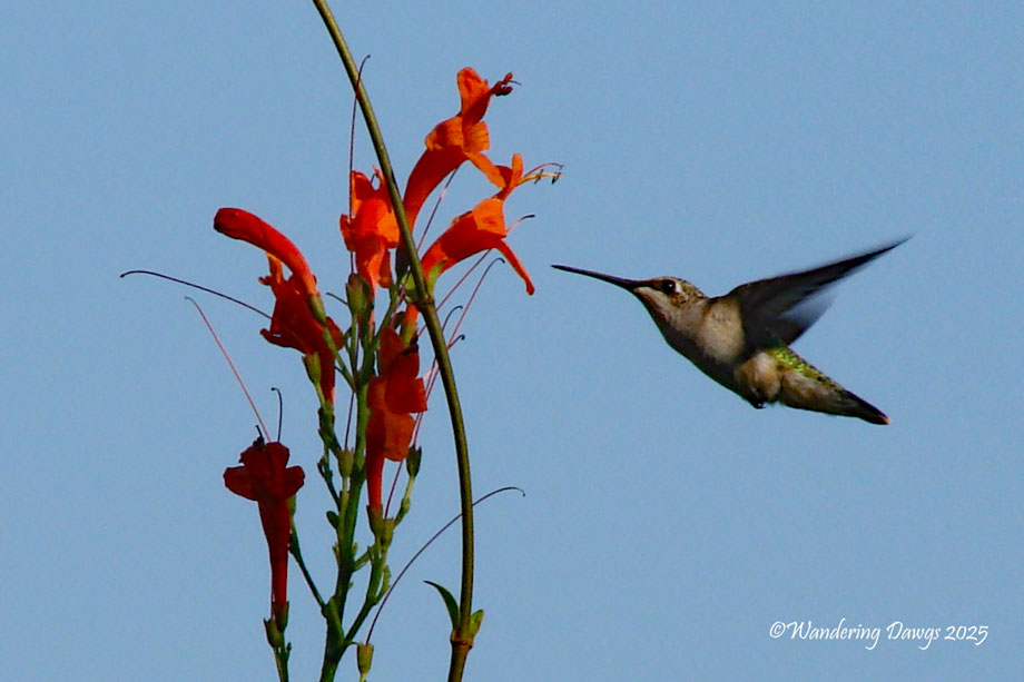 Hummingbird Wings