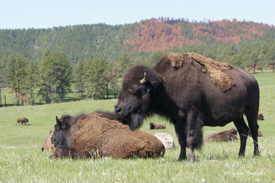 Bison at Custer State Park, South Dakota