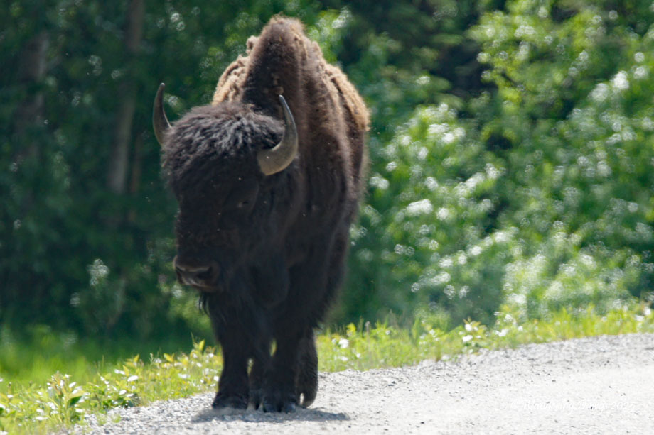 Wood Bison in Yukon Territory, Canada
