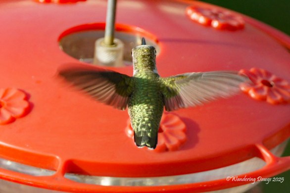 Hummingbird Wings