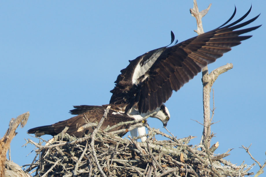 Pair of Ospreys