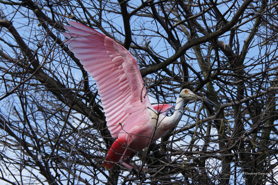 Roseate Spoonbill Wings