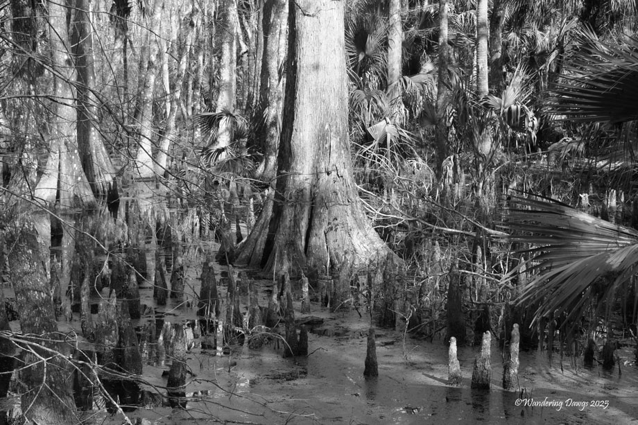 Mysterious Cypress Swamp