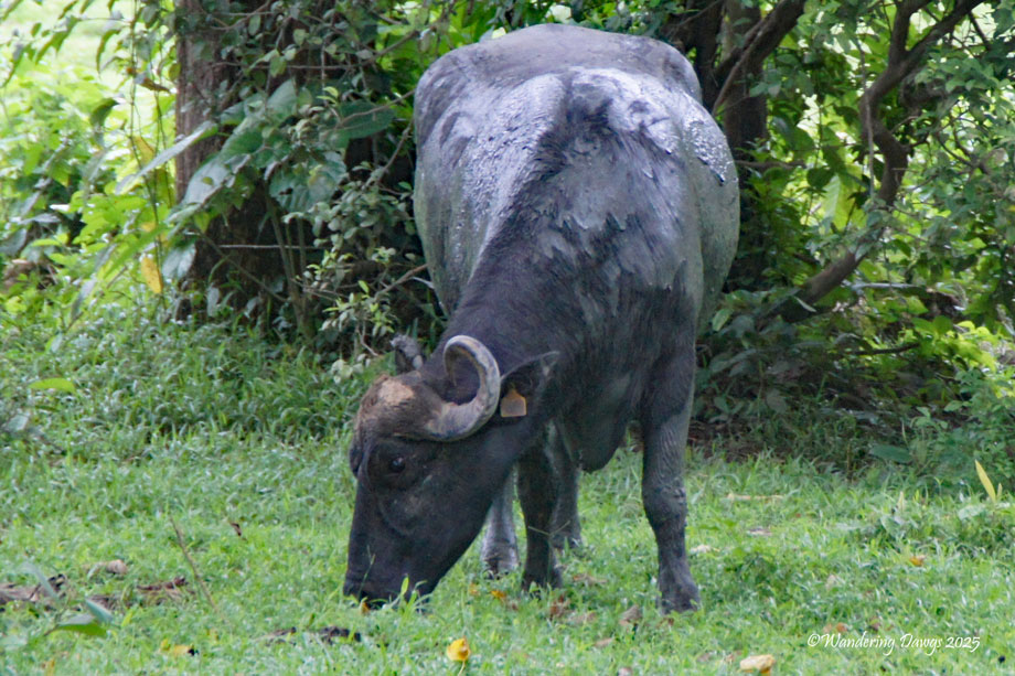 Water Buffalo, Costa Rica