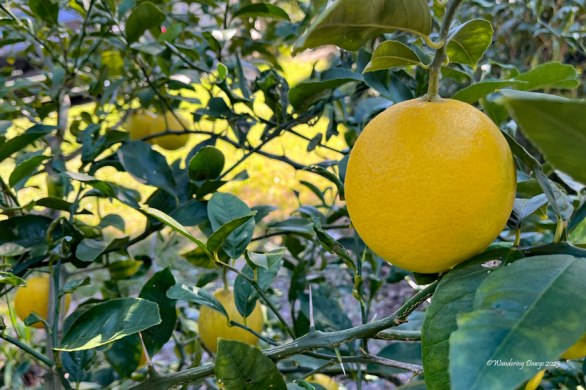 Meyer Lemon