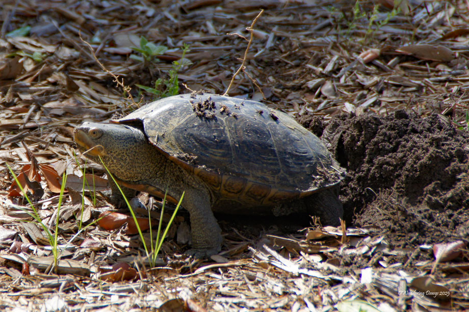 Diamond Back Terrapin