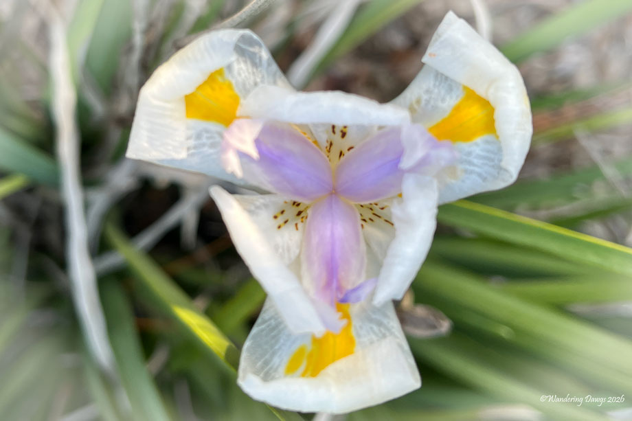 African Iris